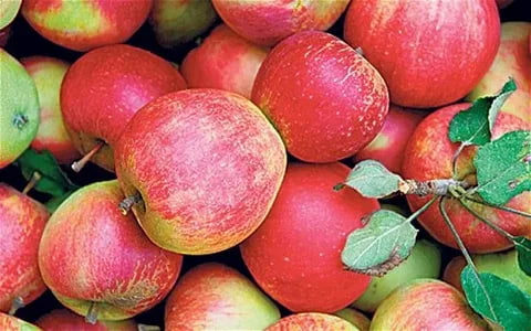 تصویر 2 از قیمت سیب گلاب با کیفیت ارزان + خرید عمده
